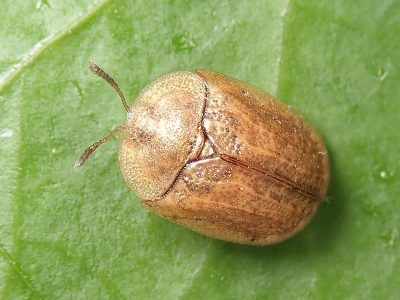 Chrysomelidae: Hypocassida subferruginea ??